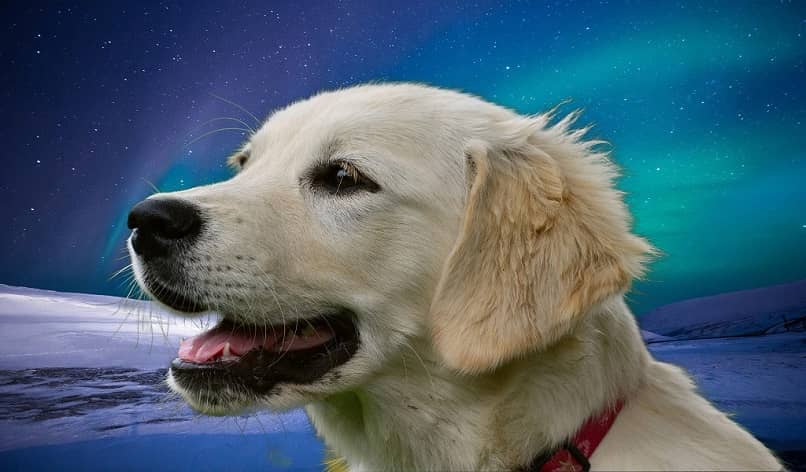 pies w montażu kosmicznym