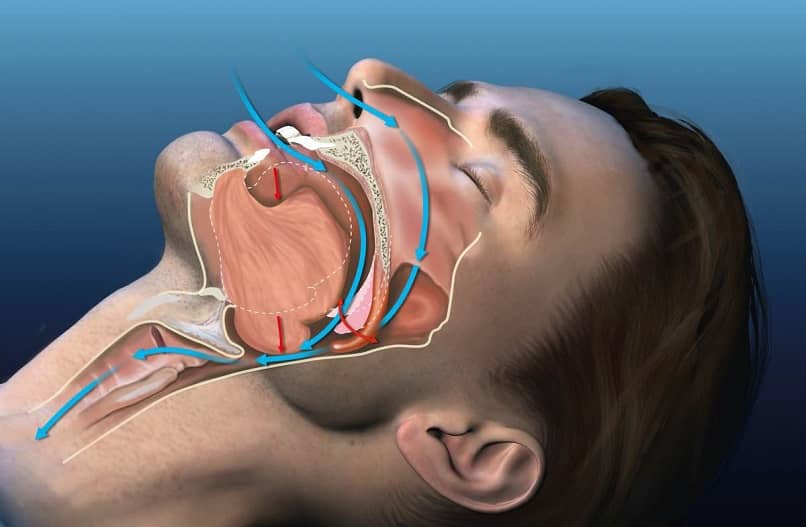 anatomia oddychania podczas snu