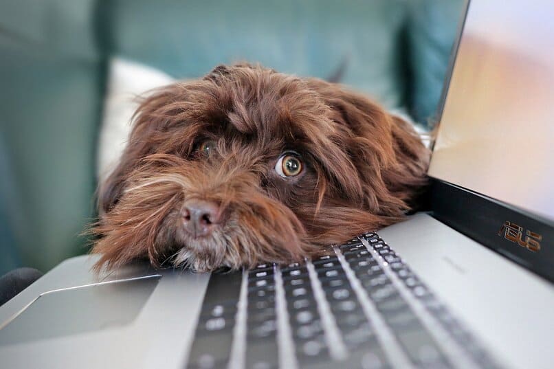 pies obok laptopa